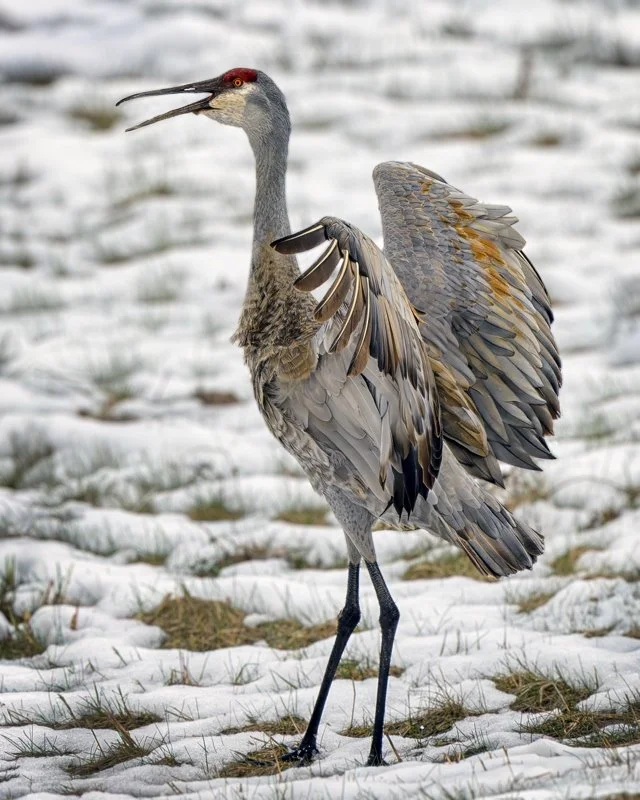 ©Bonnie Zuidema "Dancing Sandhill Crane" 2nd Place Color