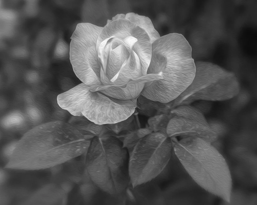 ©Bonnie Zuidema "Textured Rose" Honorable Mention Monochrome