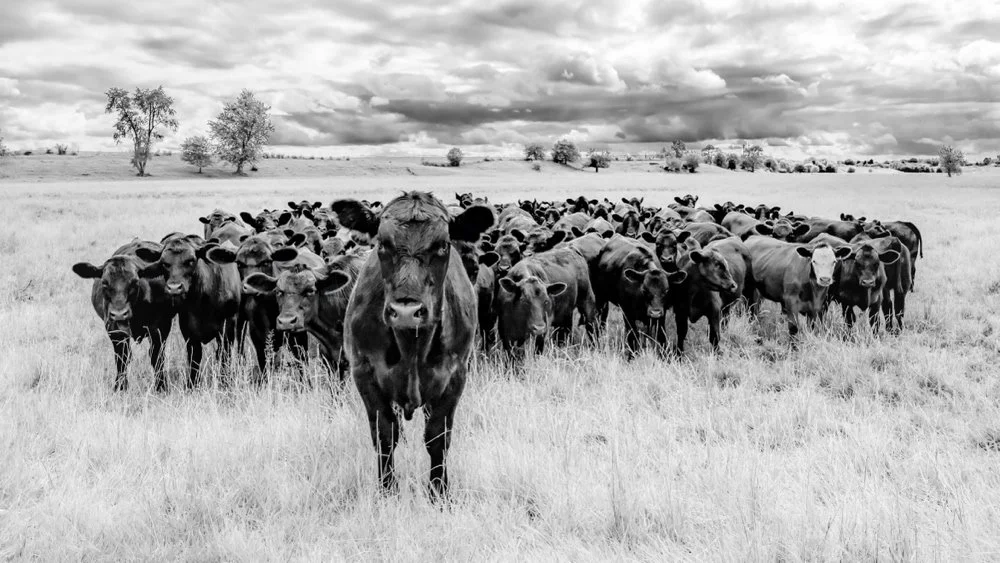 ©Brett Jaloszynski "The Bold One" 2nd Place Monochrome