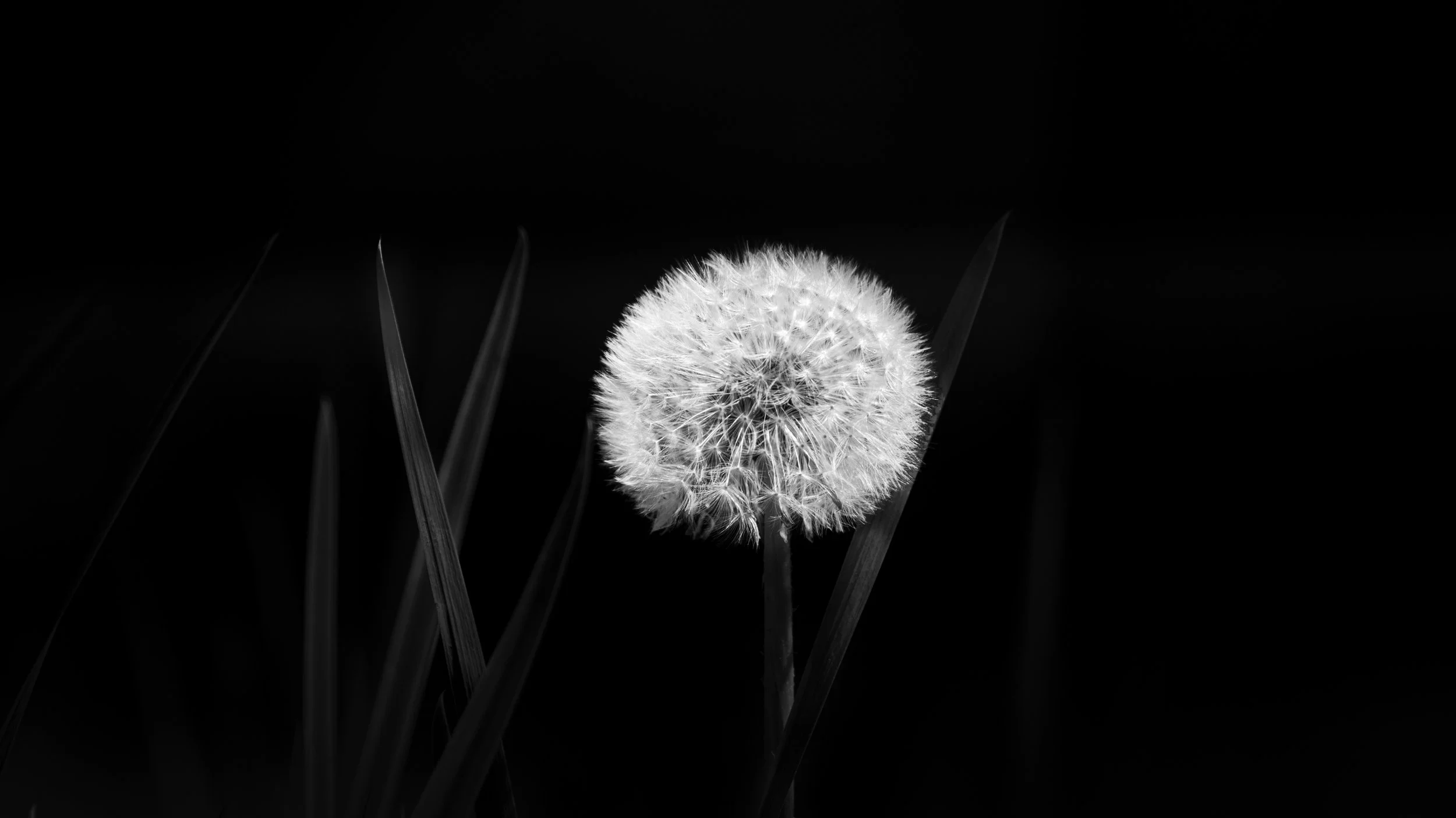 danieljgregory_bw-04.jpg