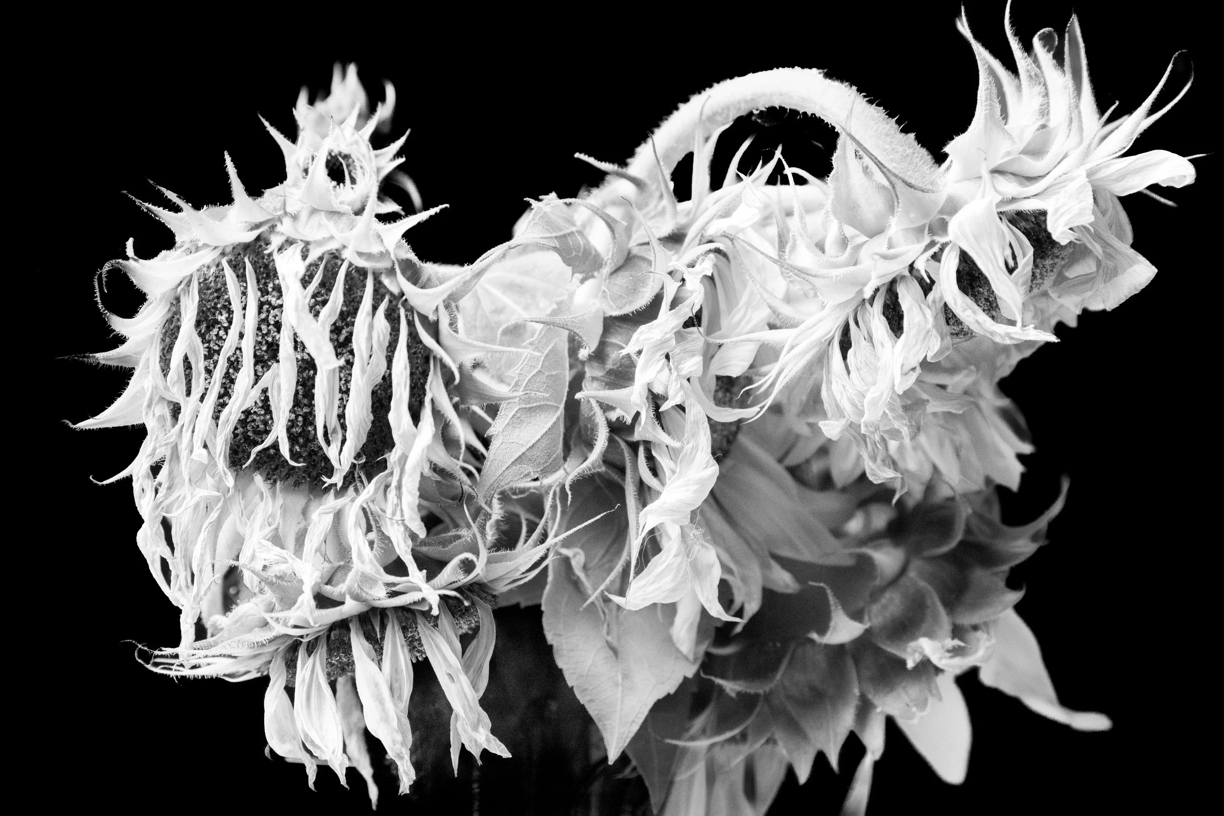 danieljgregory_bw-09.jpg
