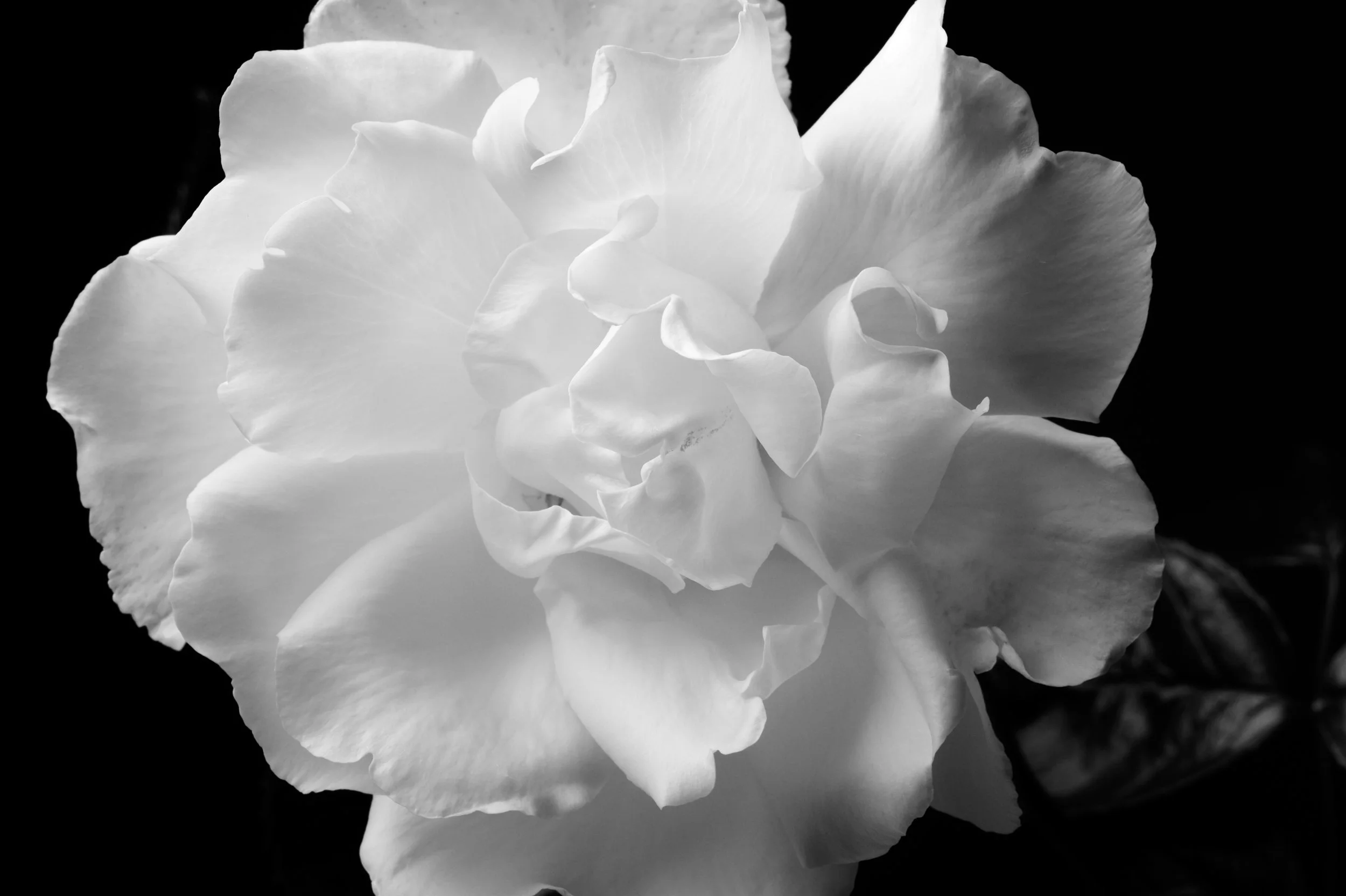 danieljgregory_bw-26.jpg