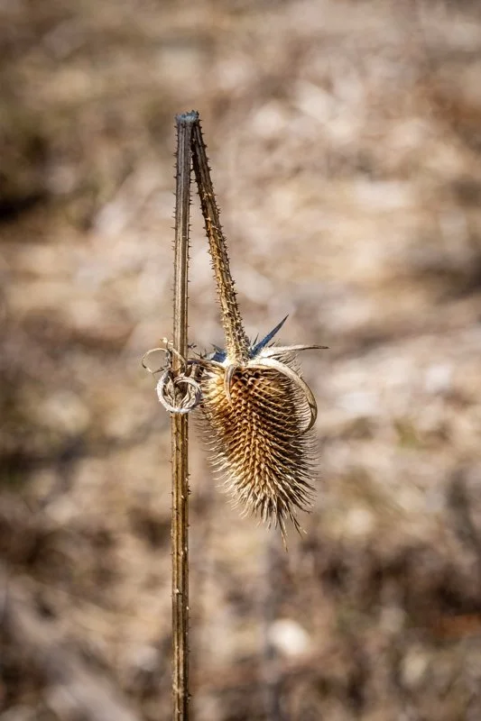 ©Linnea Matthiesen "Winter Flower"
