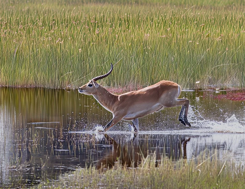 ©Gary Jones "Chased" Honorable Mention Color