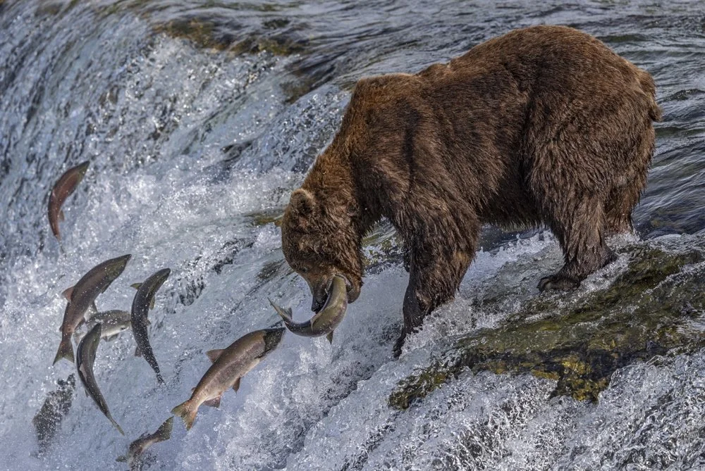 ©Gerry Emmerich Jr. "Mid Air Catch" Honorable Mention Color