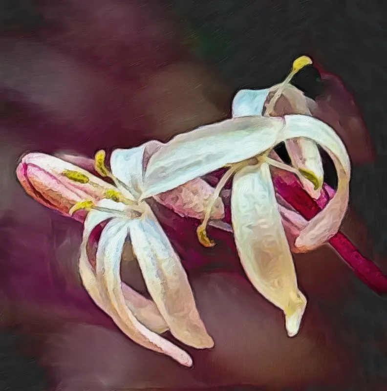 ©Arabella Dane "Clerodendrum Quadriloculare"