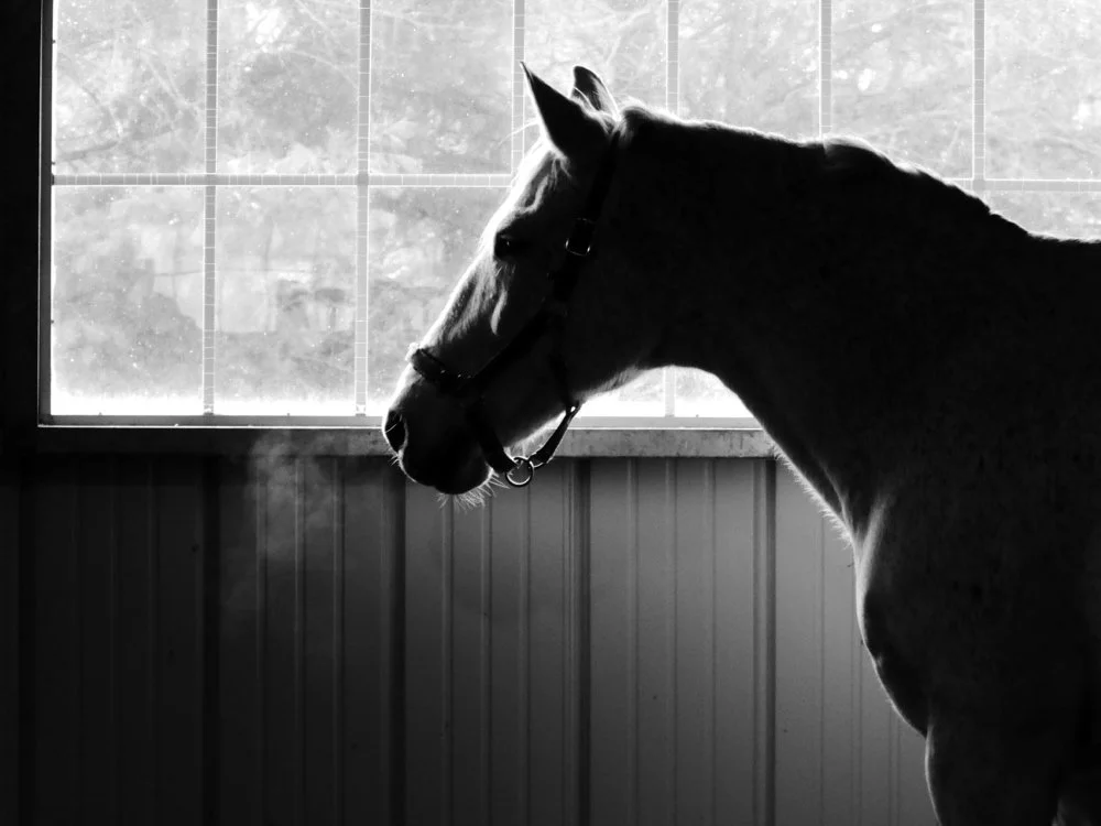 ©Ellen Mecca "Mick Winter Gazing"