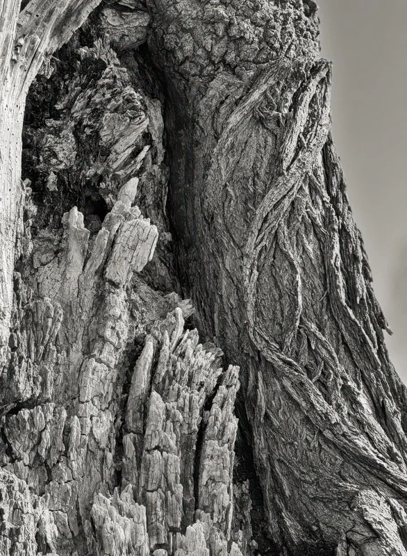 ©Arabella Dane "Ulmus Americana"