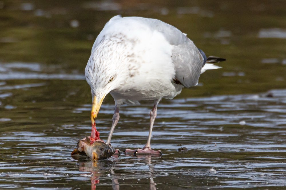 ©Richard Abplanalp "Gull with Lunch"