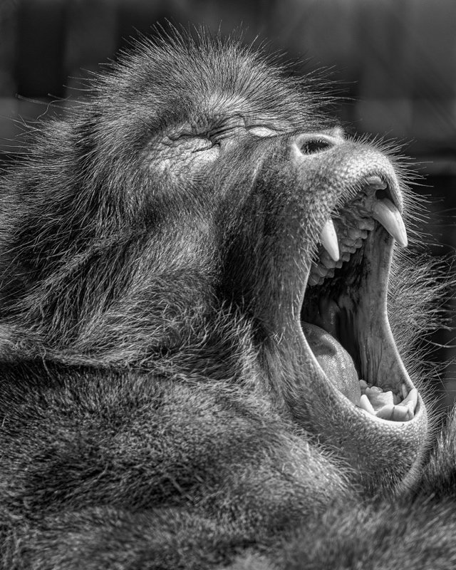 ©Stan Zuidema "Monkey Yawn BW" 1st Place Monochrome