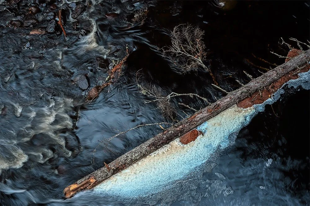 ©Signe Emmerich "Fallen Log"