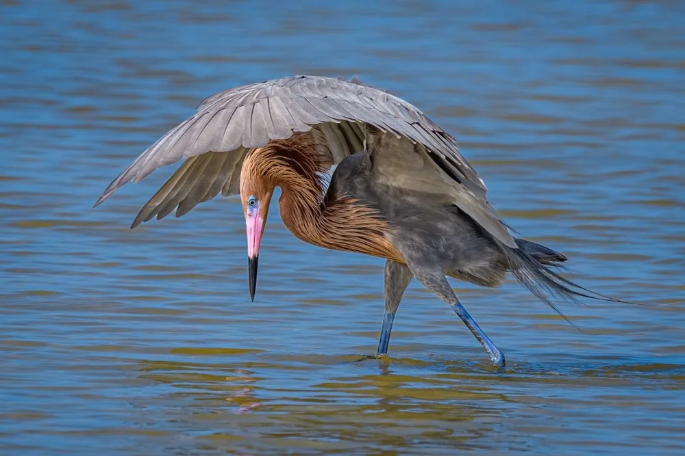 ©Ken Warning "Reddish Egret Fishing" 1st Place Color