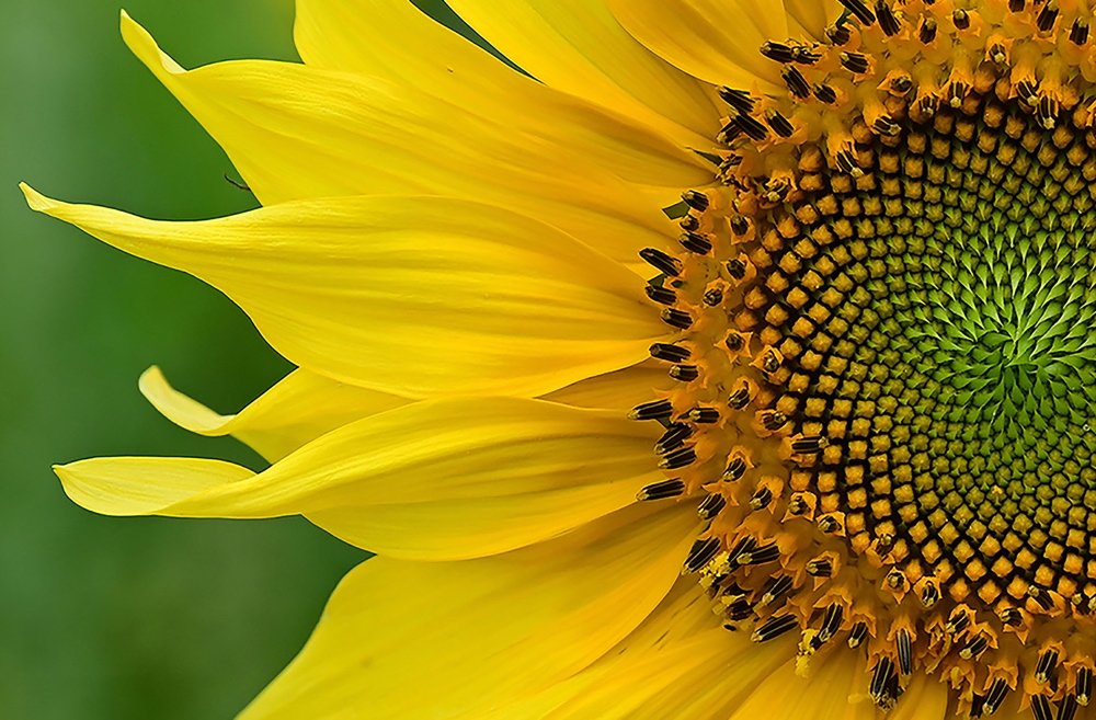 ©Geri Laehn "Sunshine 2" 3rd Place Color