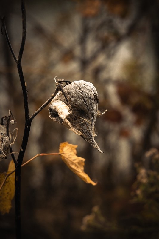 ©Judy Pannozo "Autumn Slumber"