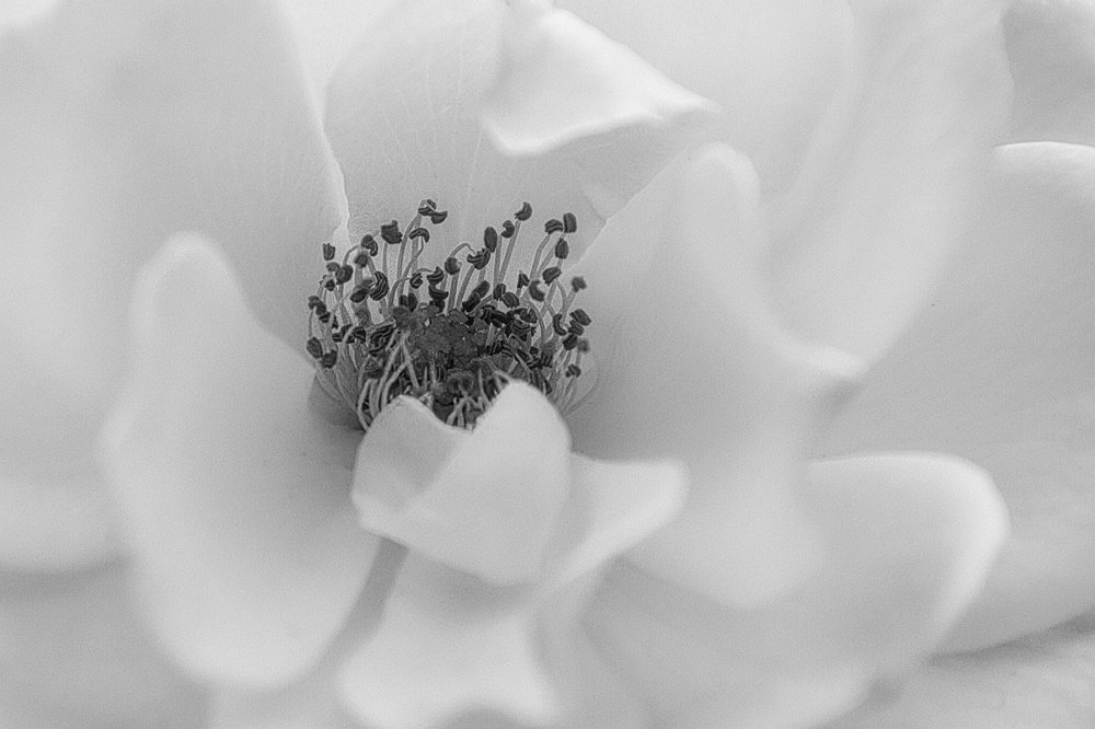 ©Ramona Lenger "Anthers and Filaments"