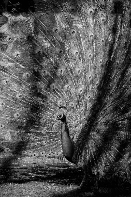 ©Jenny Parbs "Stepping Into the Light"