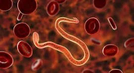 Parasites - all you need to know