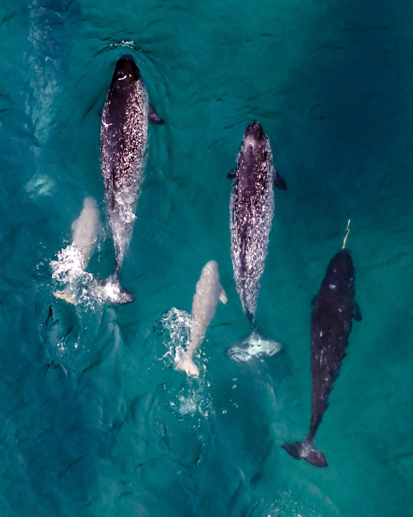 Aurora Wildlife Safari | Baffin Safari