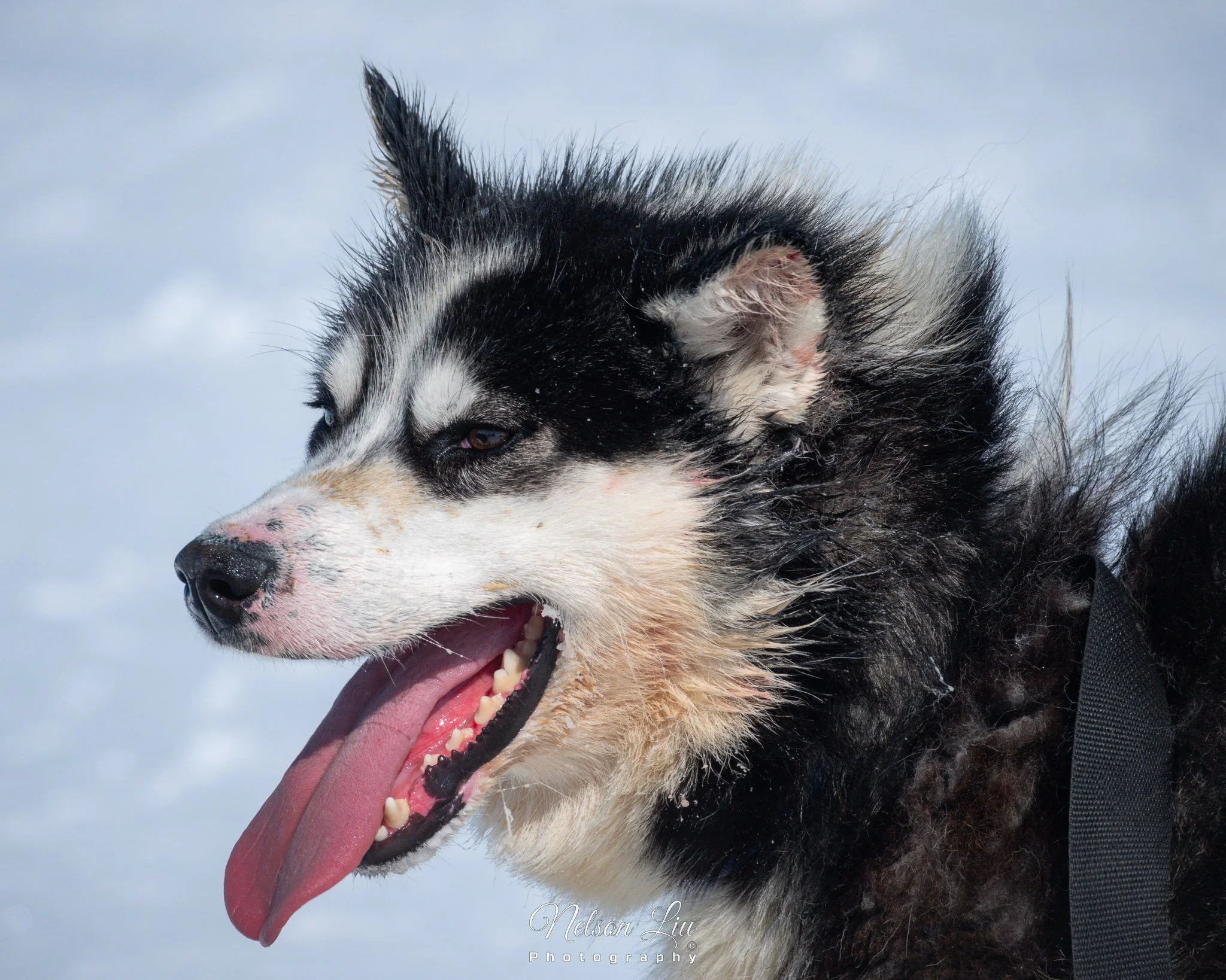 2022-05-24-15-19-02_RX10M4_Pond_Inlet_Dog_Sled_0516-Facebook-2048.jpg