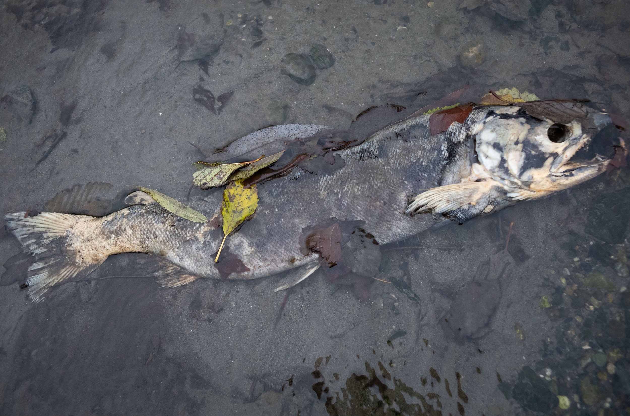 What is likely a chum salmon carcass lays in a shallow of Pipers Creek after spawning from the Puget Sound in Seattle, Washington, USA on November 28, 2021. 
