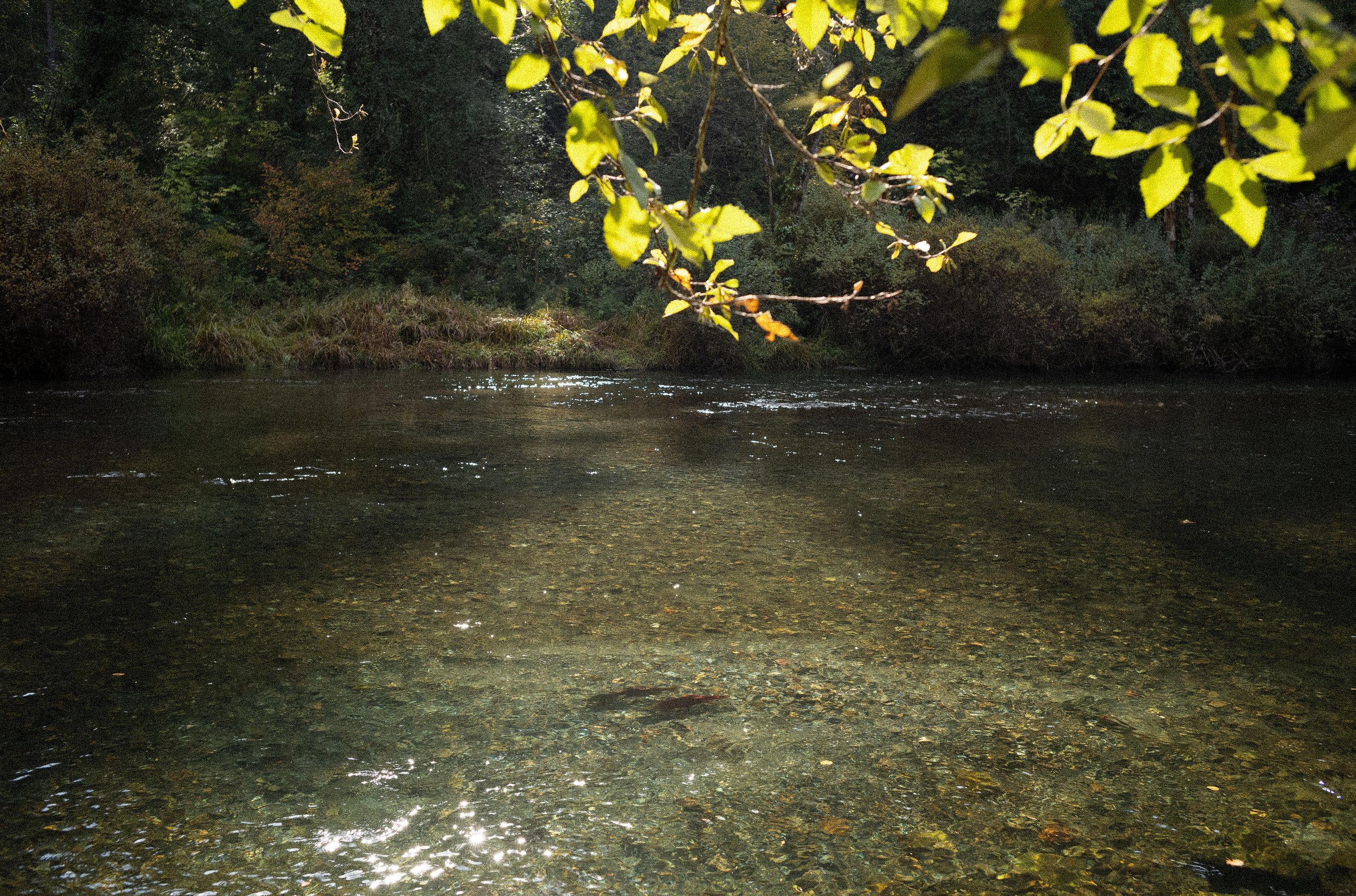  Sockeye salmon spawn in the Cedar River of Washington State, USA on October 8, 2023. 
