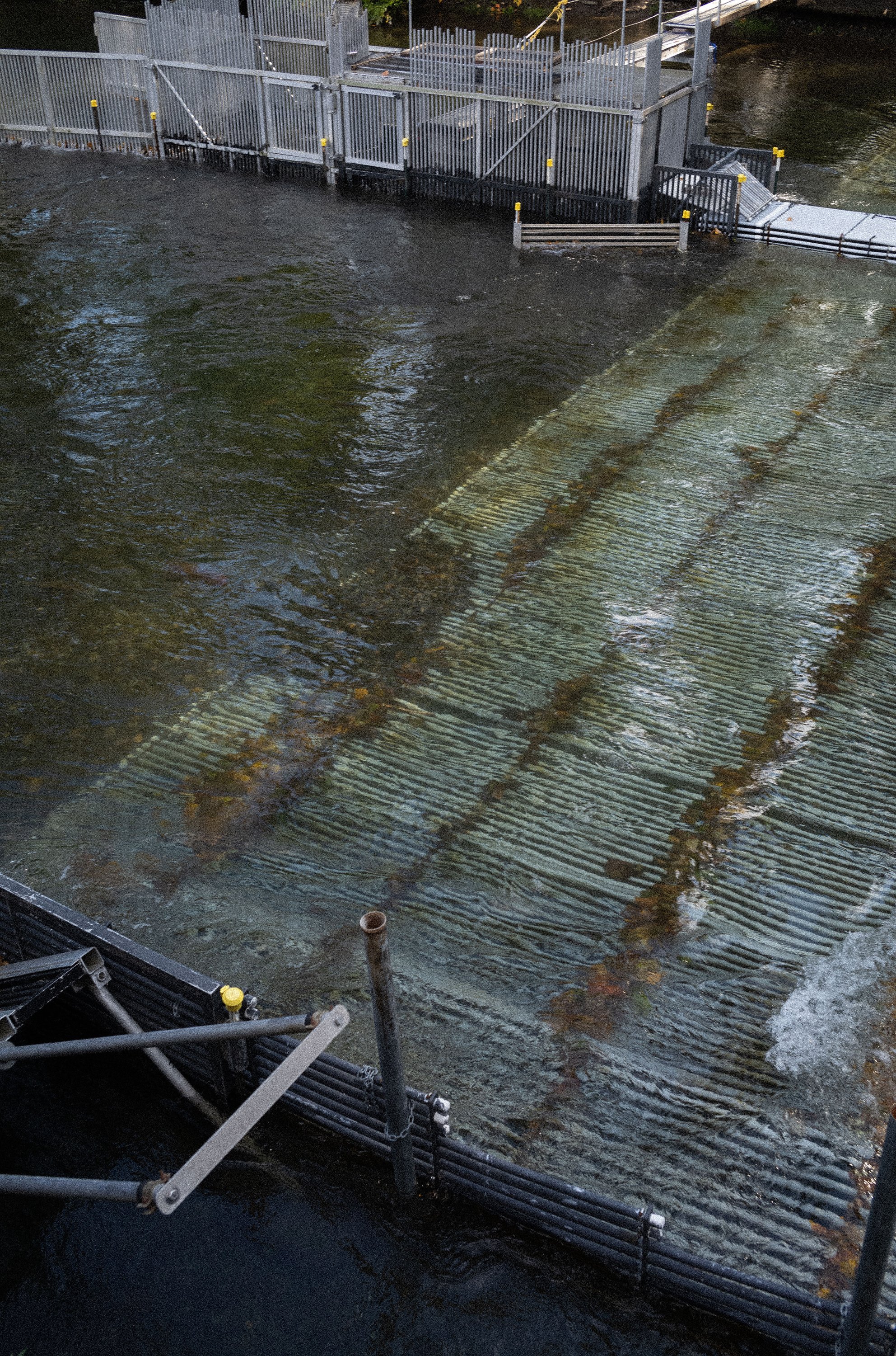  A fish weir in the Cedar River is a component of fishery management in Washington State, USA, seen on October 8, 2023. 