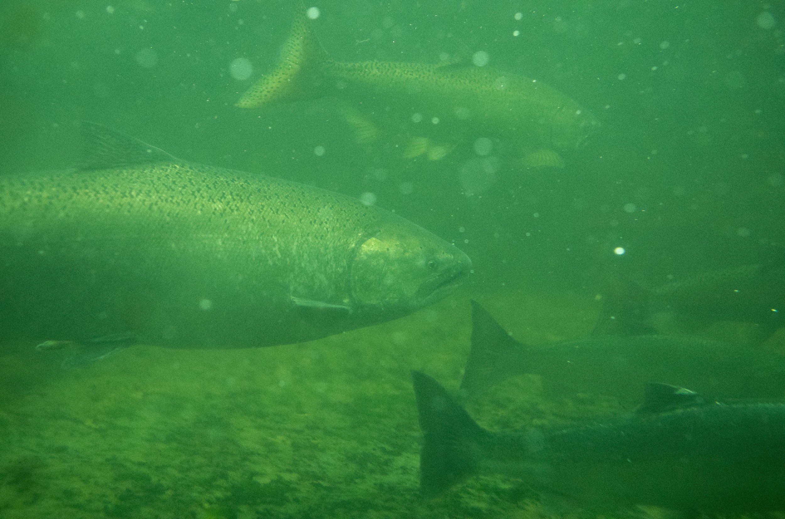  Silver and chinook salmon spawn through the Hiram M. Chittenden Locks (Ballard Locks) in Seattle, Washington, USA on September 27, 2023. 