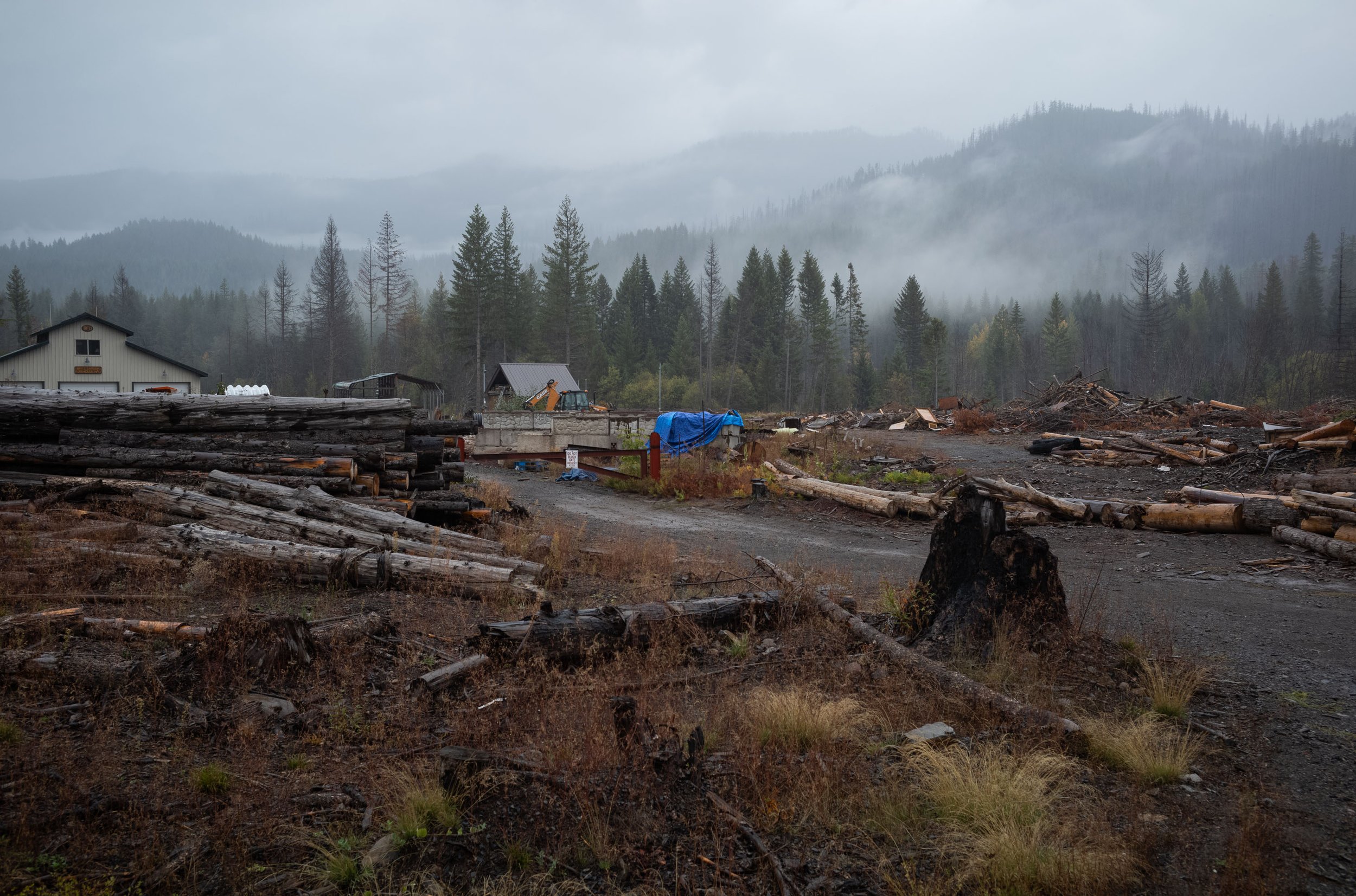  Logs and living trees remain on October 16, 2023 after the Lionshead fire of 2020 in Oregon, USA. 