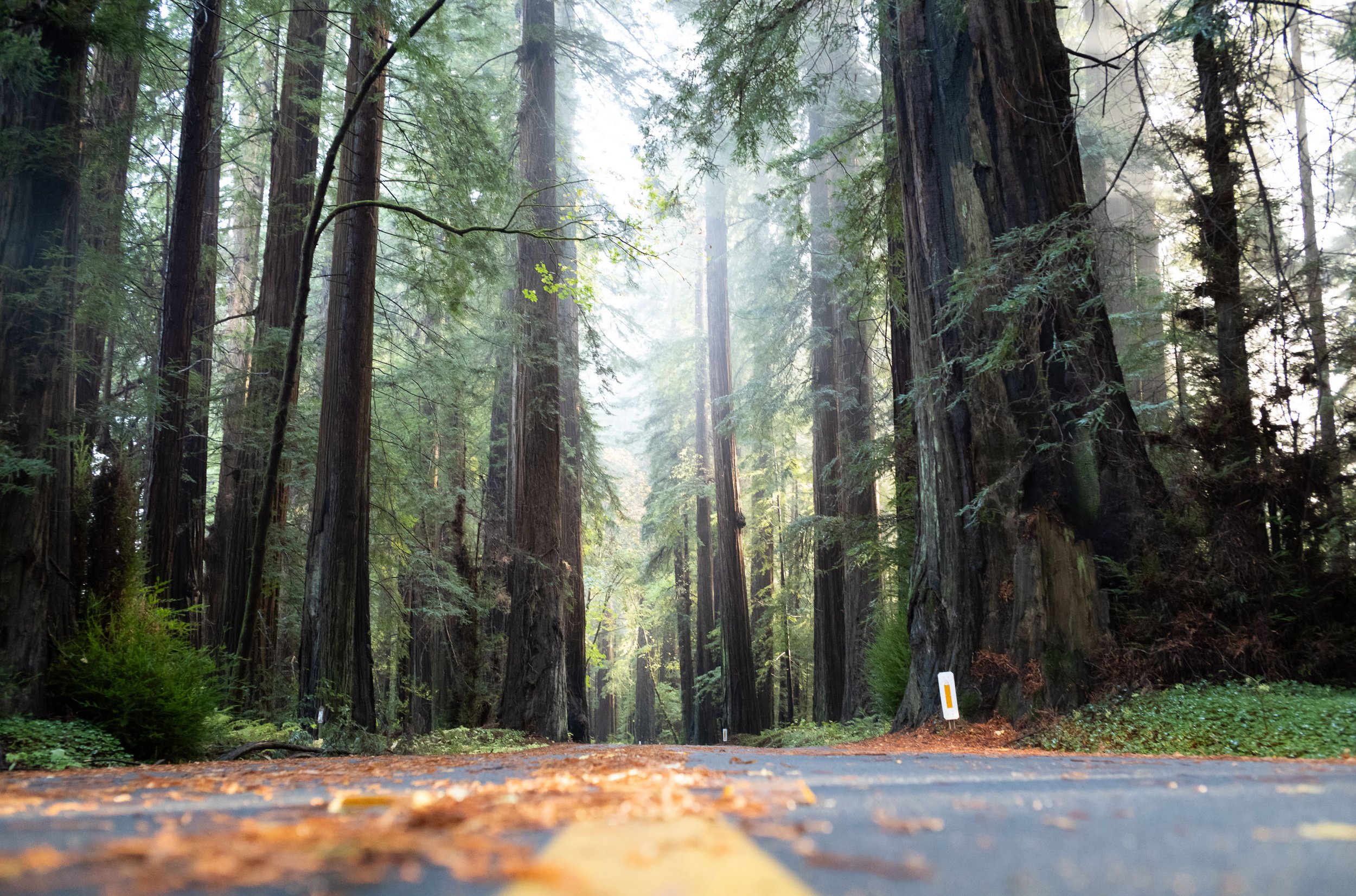  A few of the remaining coastal redwoods provide a glimpse into how a pristine forest might appear in Northern California, USA, on November 19, 2023. 