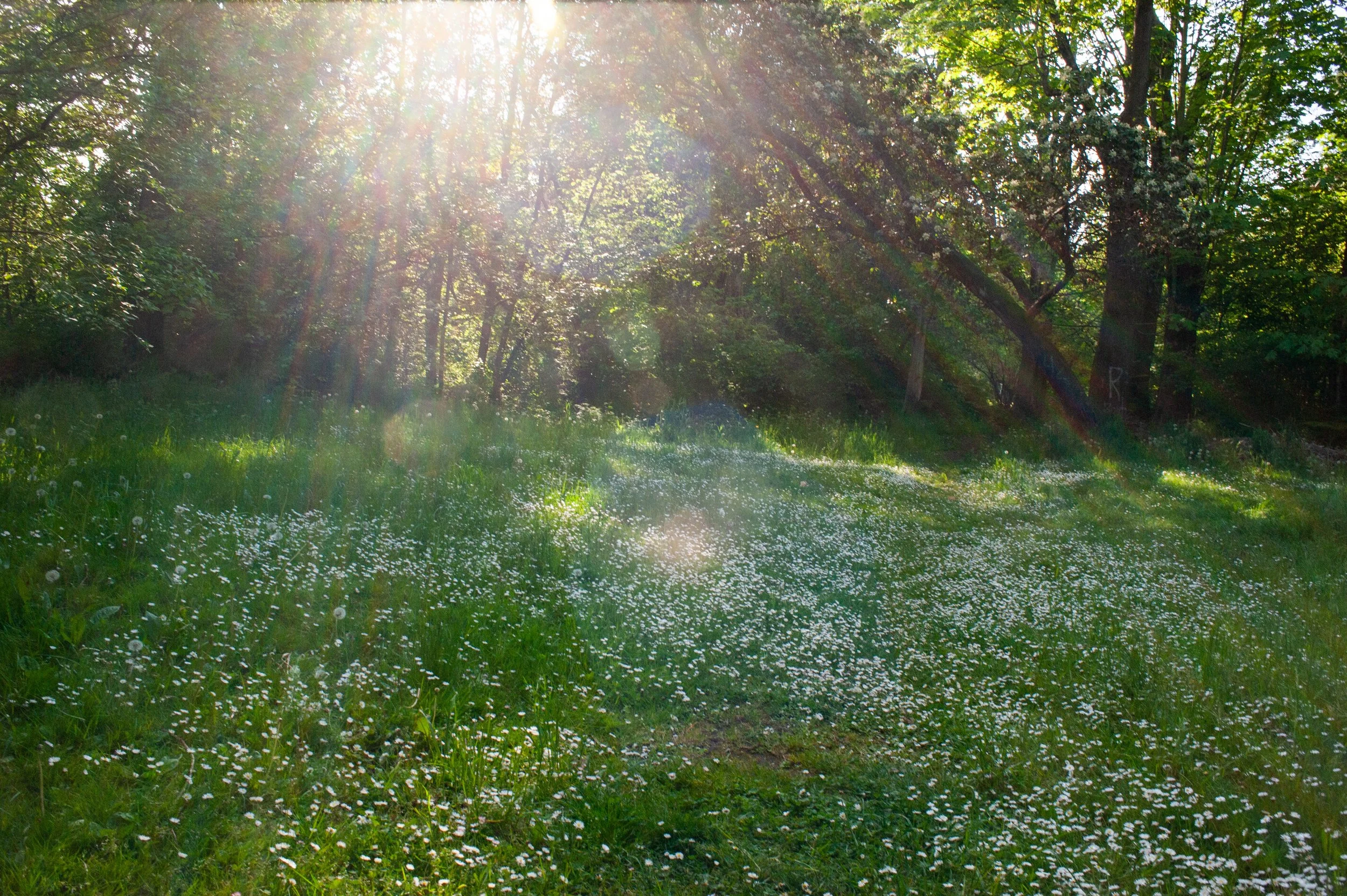  Light filters onto a meadow in Ravenna Park on a spring afternoon, May 24, 2011 in Seattle, Washington, USA. 