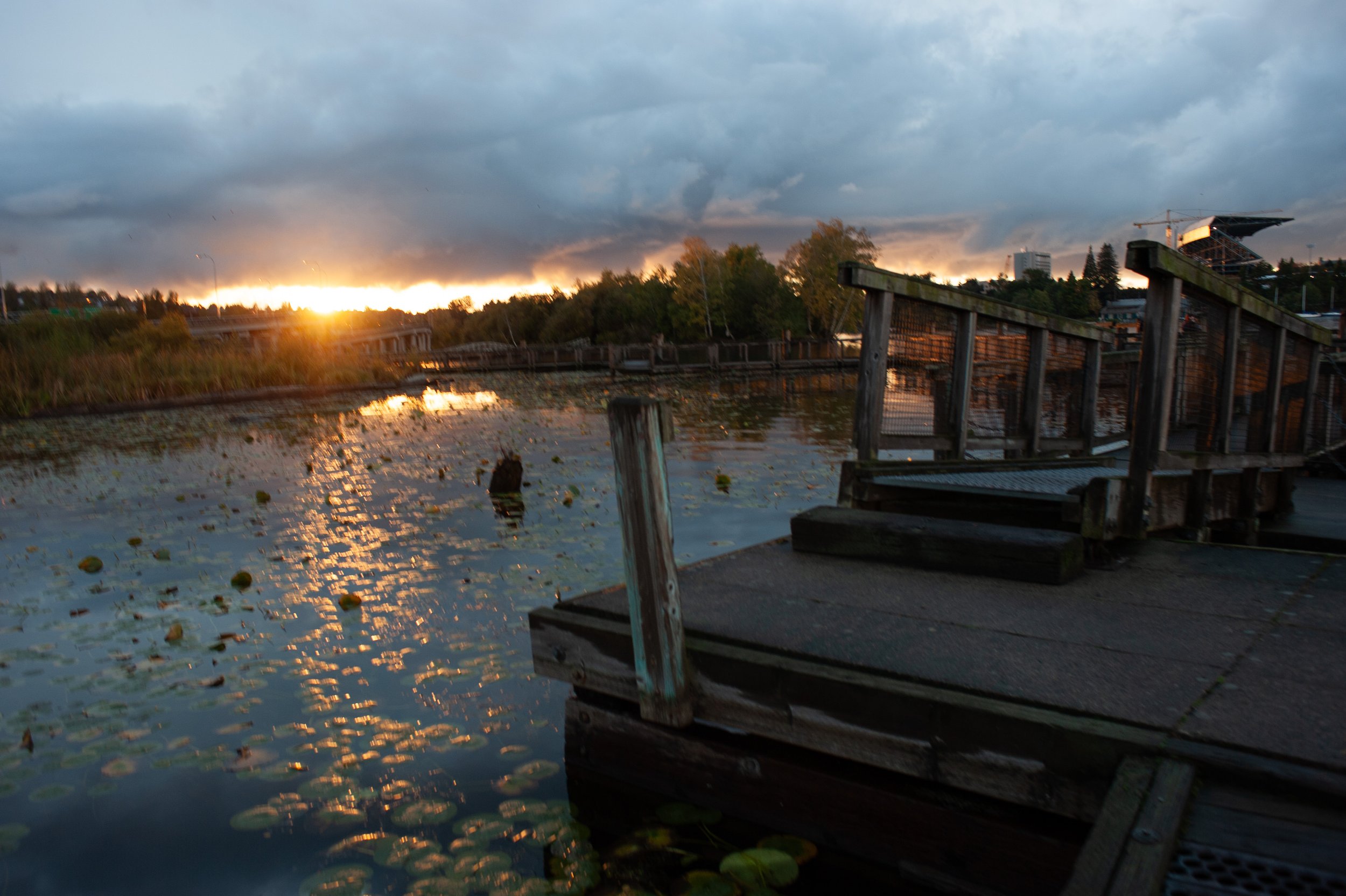  Dusk in the Washington Park Arboretum of Seattle, Washington, USA on October 21, 2012. 