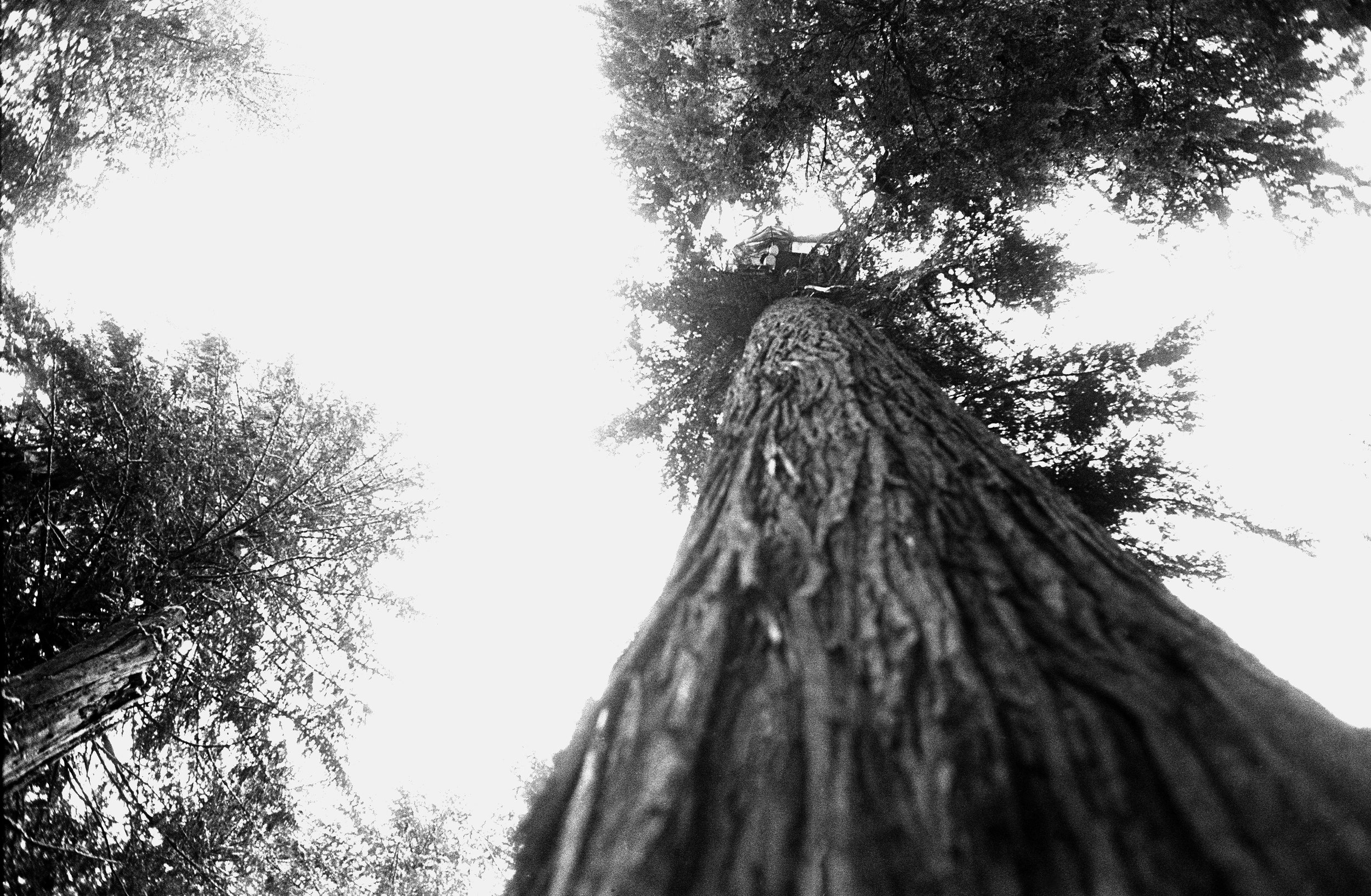 The full height of a cedar tree, with the platform of tree-sitters, in Oregon, USA in 2001.