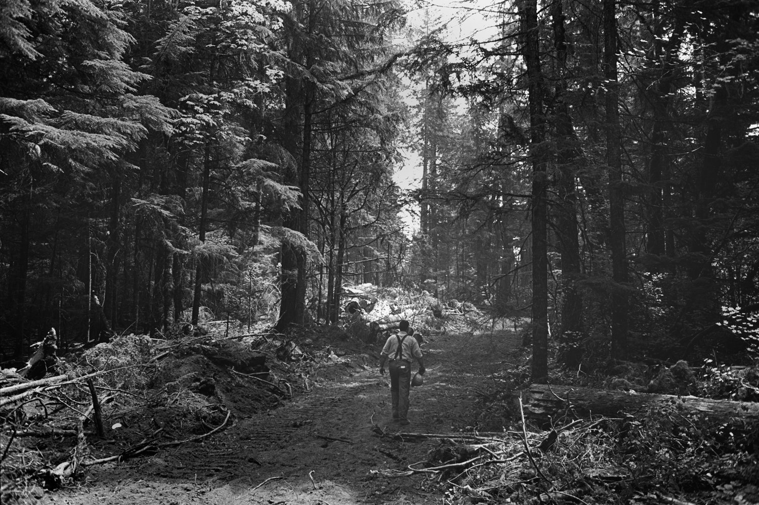 A logger returns from a contested sale in the Willamette National Forest of Oregon, USA in 2003.