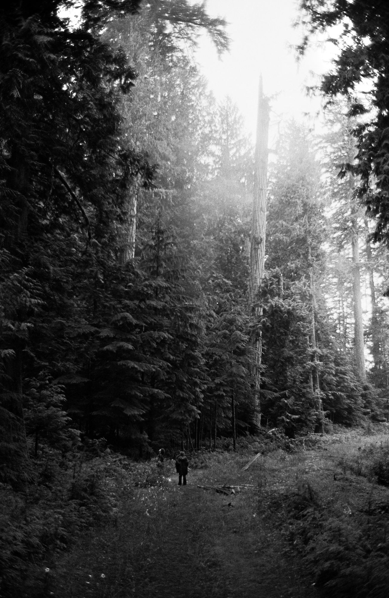 Fog rests in the forest of Oregon, USA in 2001, where the Winberry tree-sit occupied a grove of trees over the course of five years in the Willamette National Forest.