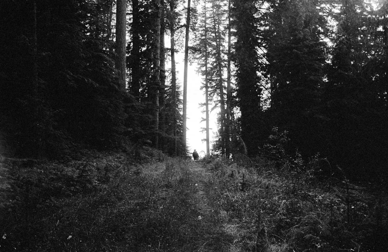 A grove of ancient trees in the Willamette National Forest of Oregon, USA in 2001.