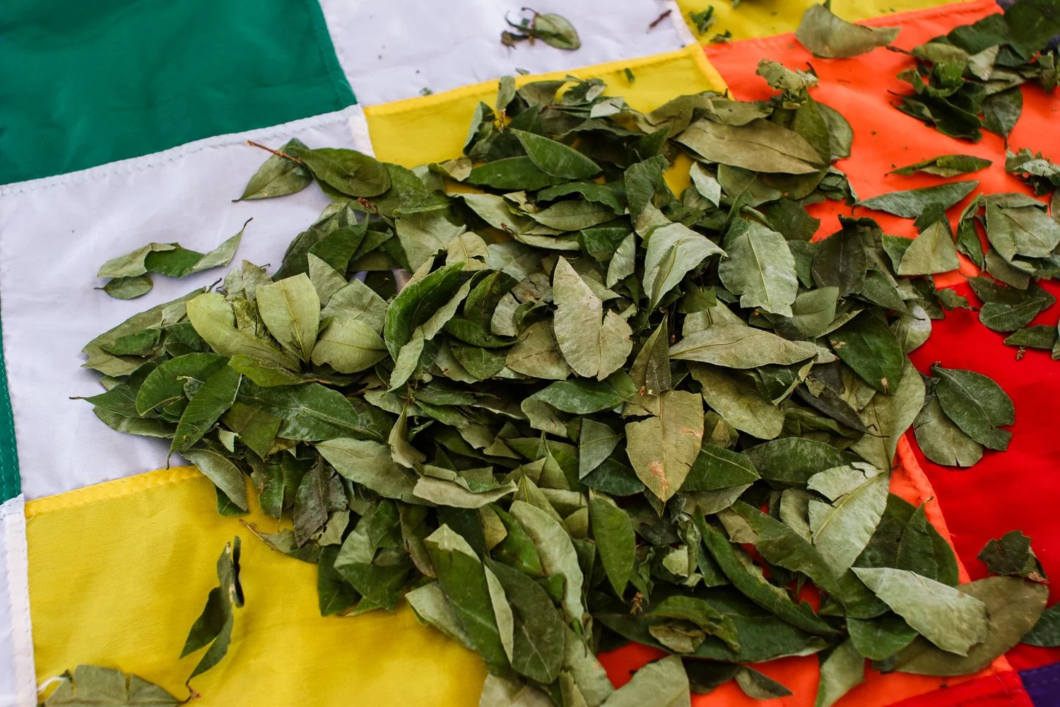 The multi-color indigenous flag is covered by coca leaves at a meeting of coca growers in the Chapare region of Cochabamba, Bolivia.