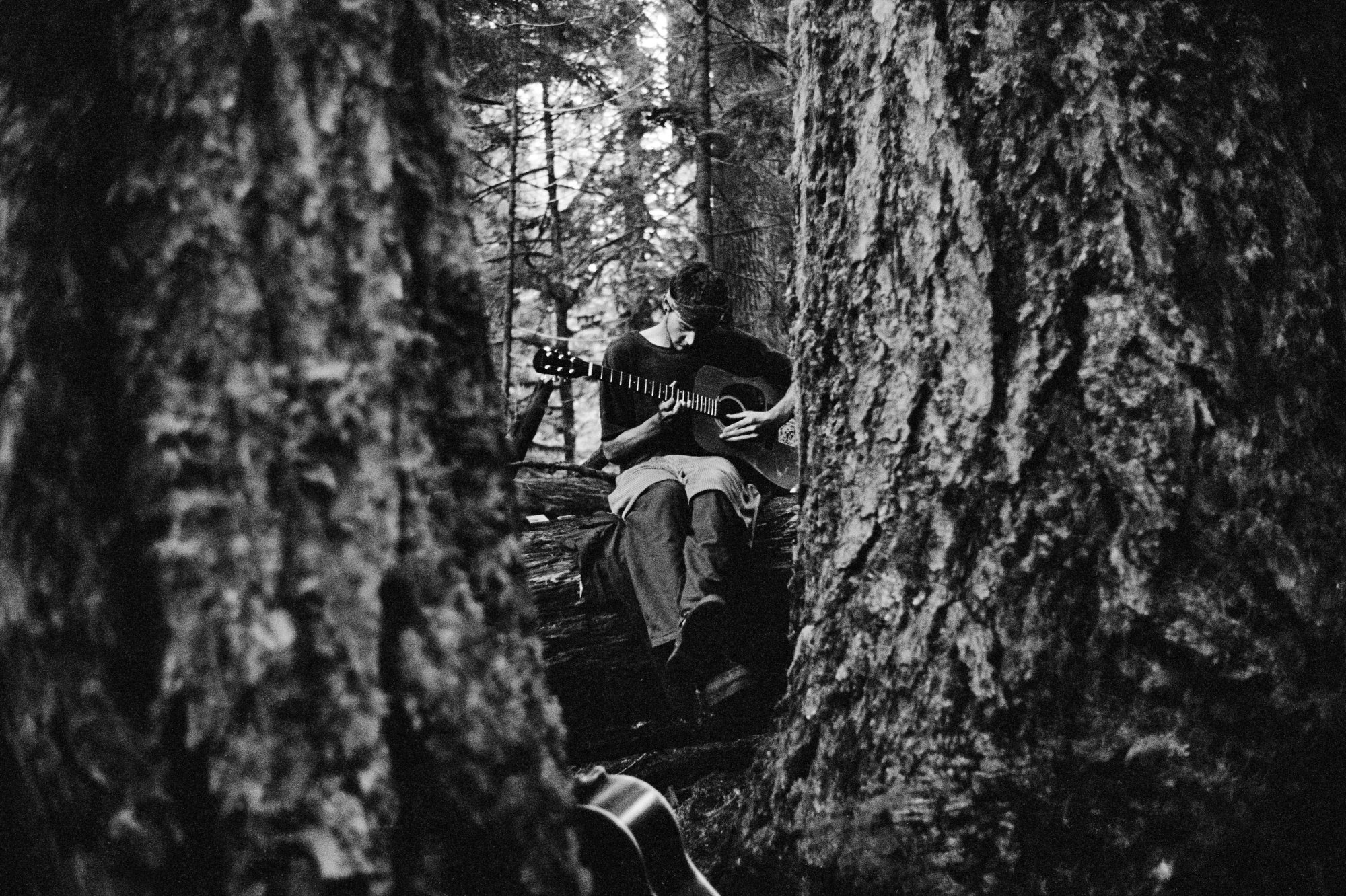 A tree-sitter plays guitar amongst the ancient trees of the Winberry Grove in Oregon, USA in 2001.