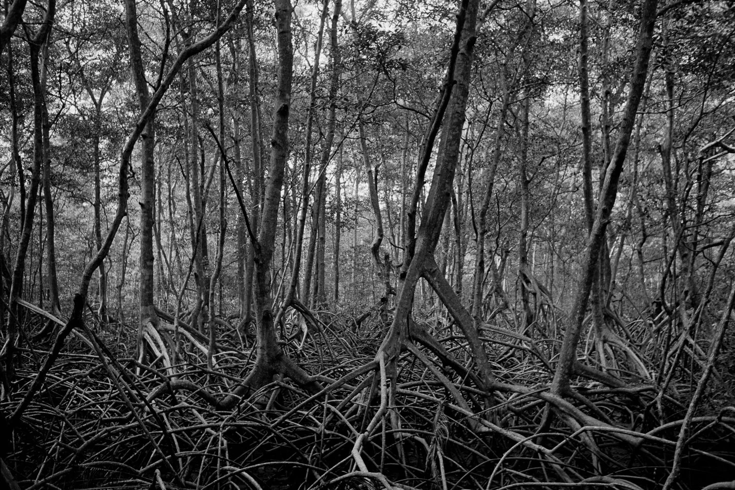 Mangrove trees, part of an ecosystem endangered by climate change, grow in unison along an estuary of the Nicoya Peninsula in Costa Rica at Refugio Nacional Curú on January 20, 2015.