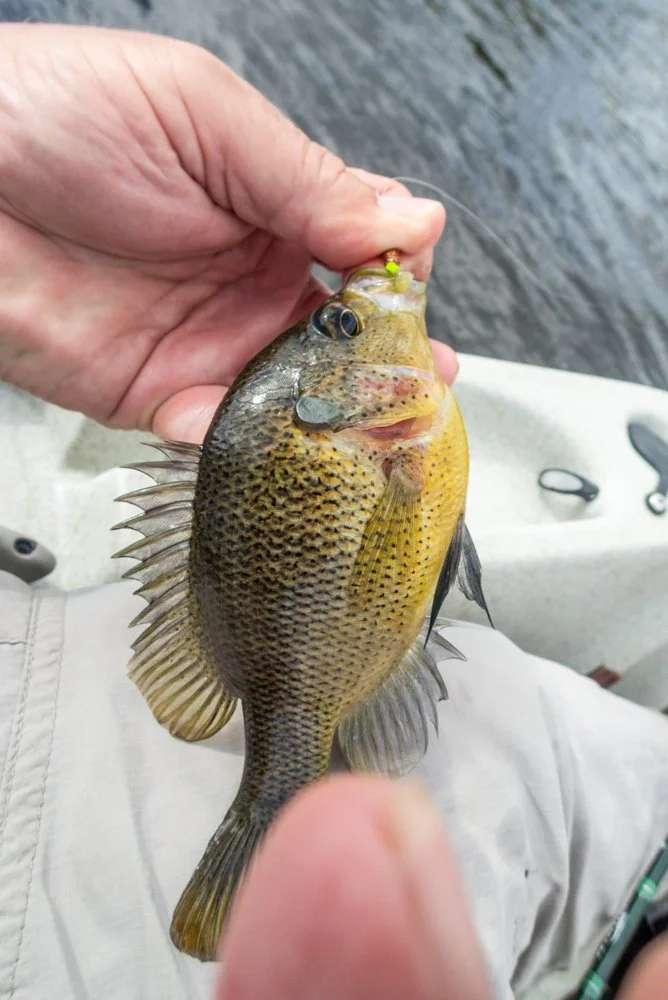 Sunfish/Bluegill: there are several “sunfish”. You may encounter fishing flies freshwater. Spotted sunfish, copperhead sunfish warmouth and bluegill to name a few. Small sub-surface and topwater flies will catch them. The infamous Myakka Minnow fl