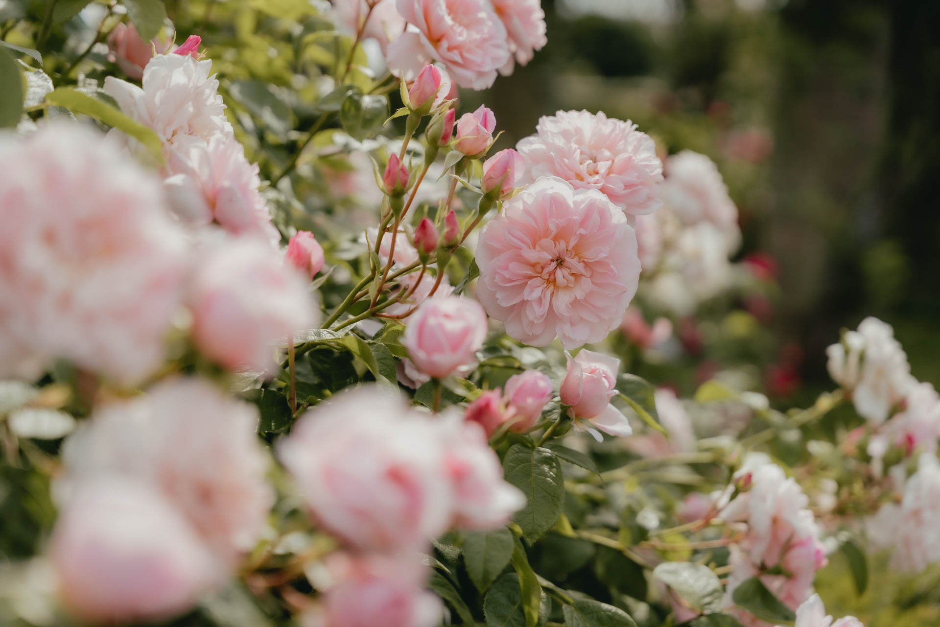 David Austin Gardens and Gertrude Jekyll-7.jpg
