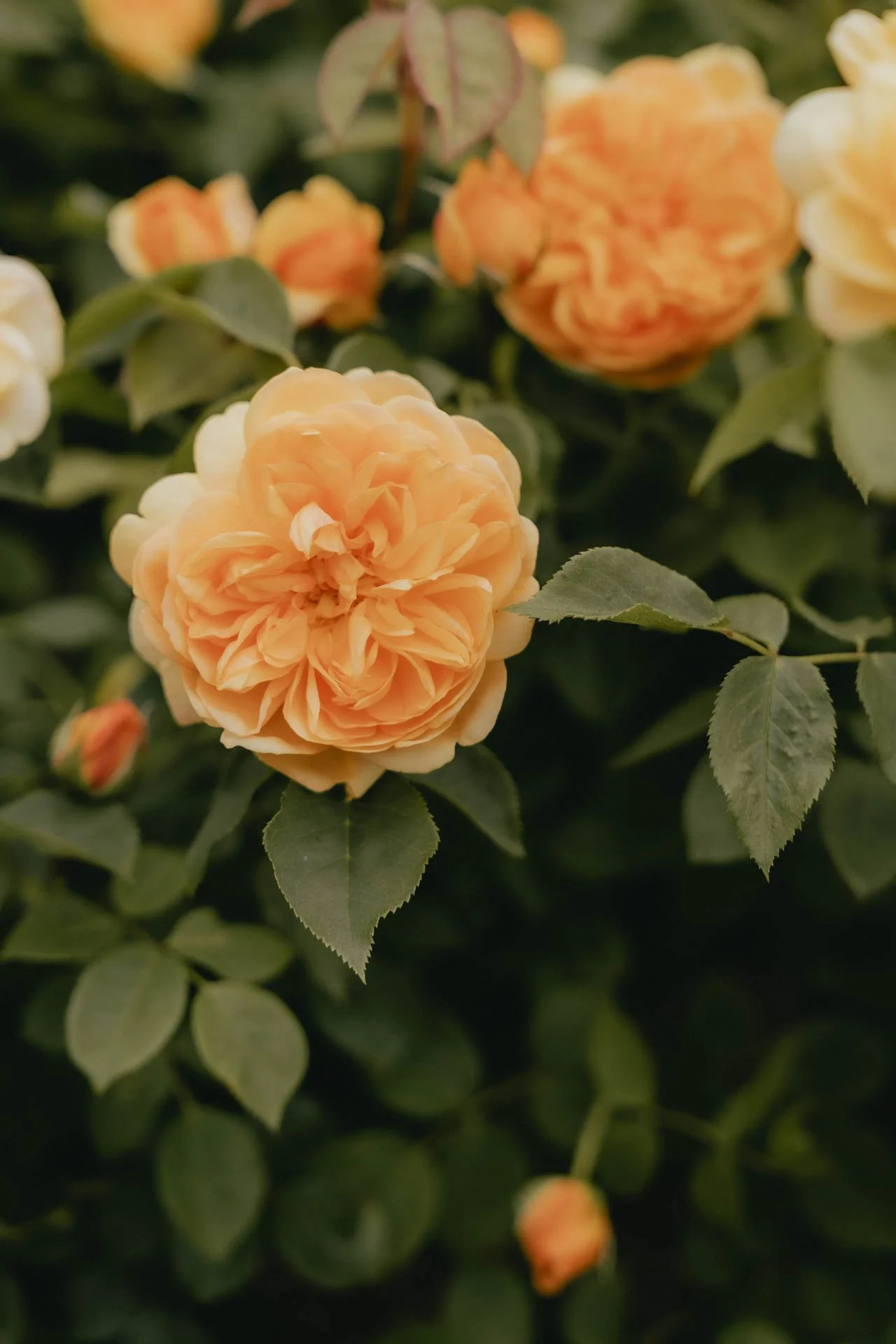 David Austin Gardens and Gertrude Jekyll-6.jpg
