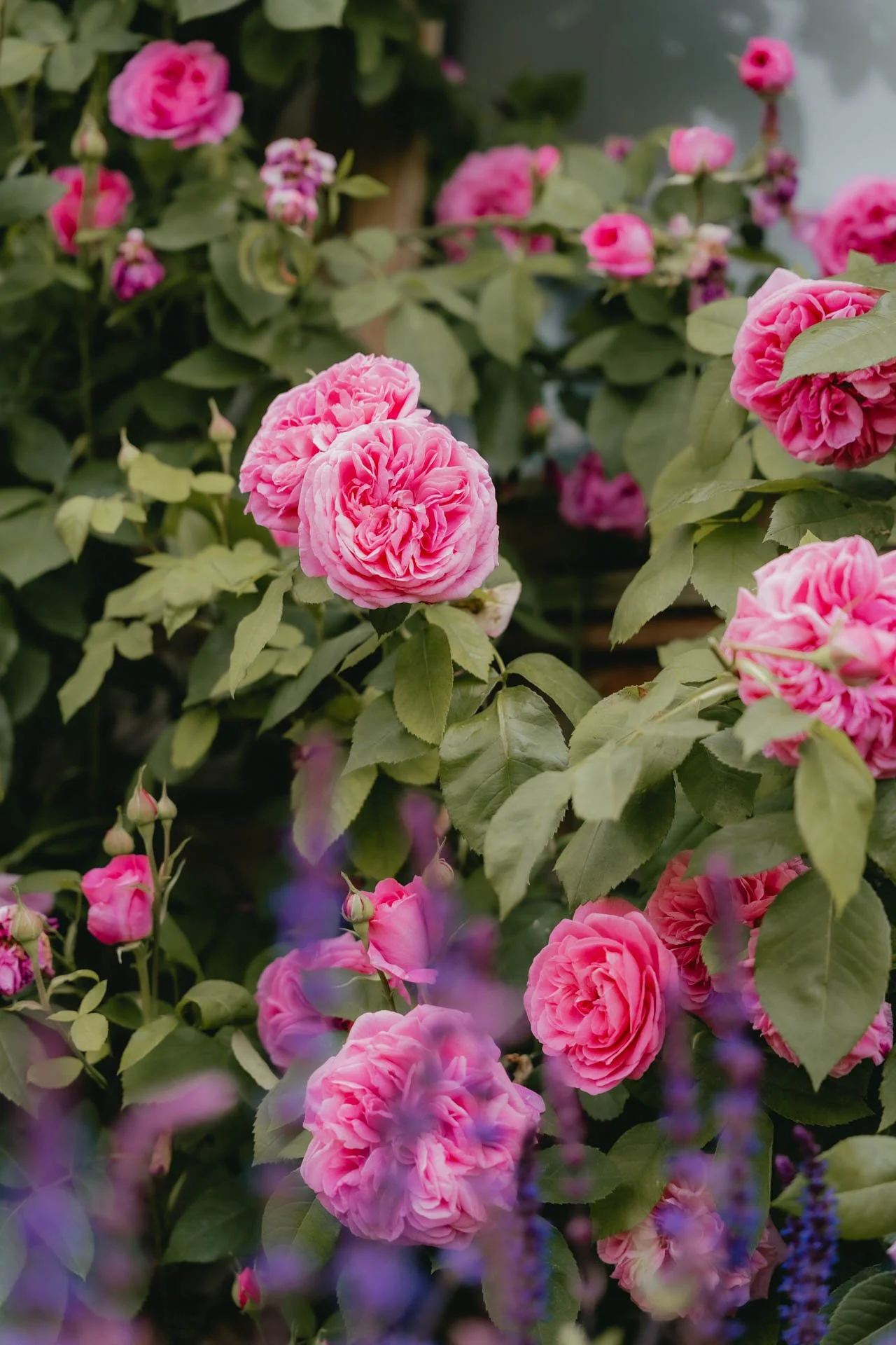 David Austin Gardens and Gertrude Jekyll-14.jpg