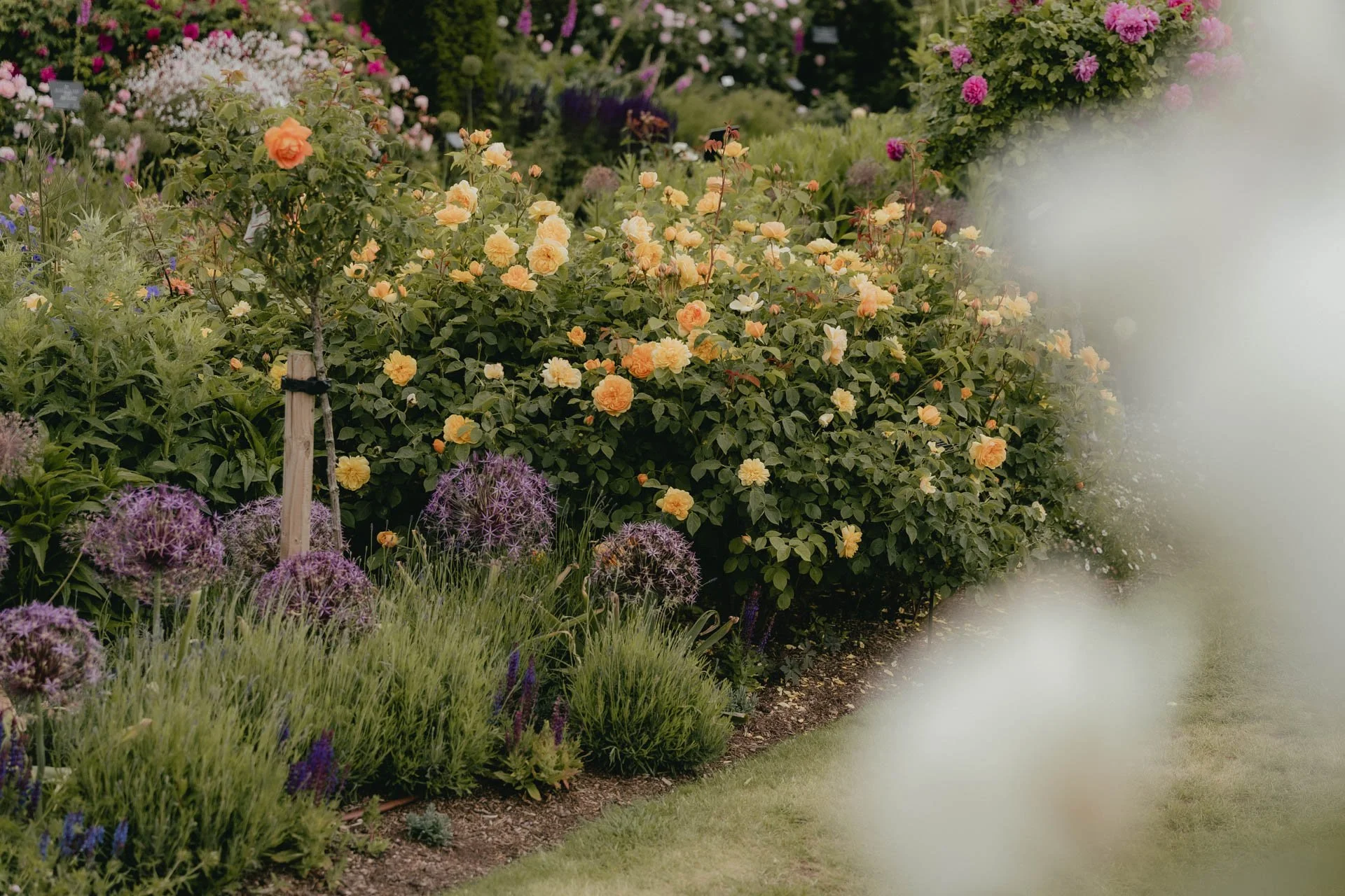 David Austin Gardens and Gertrude Jekyll-3.jpg
