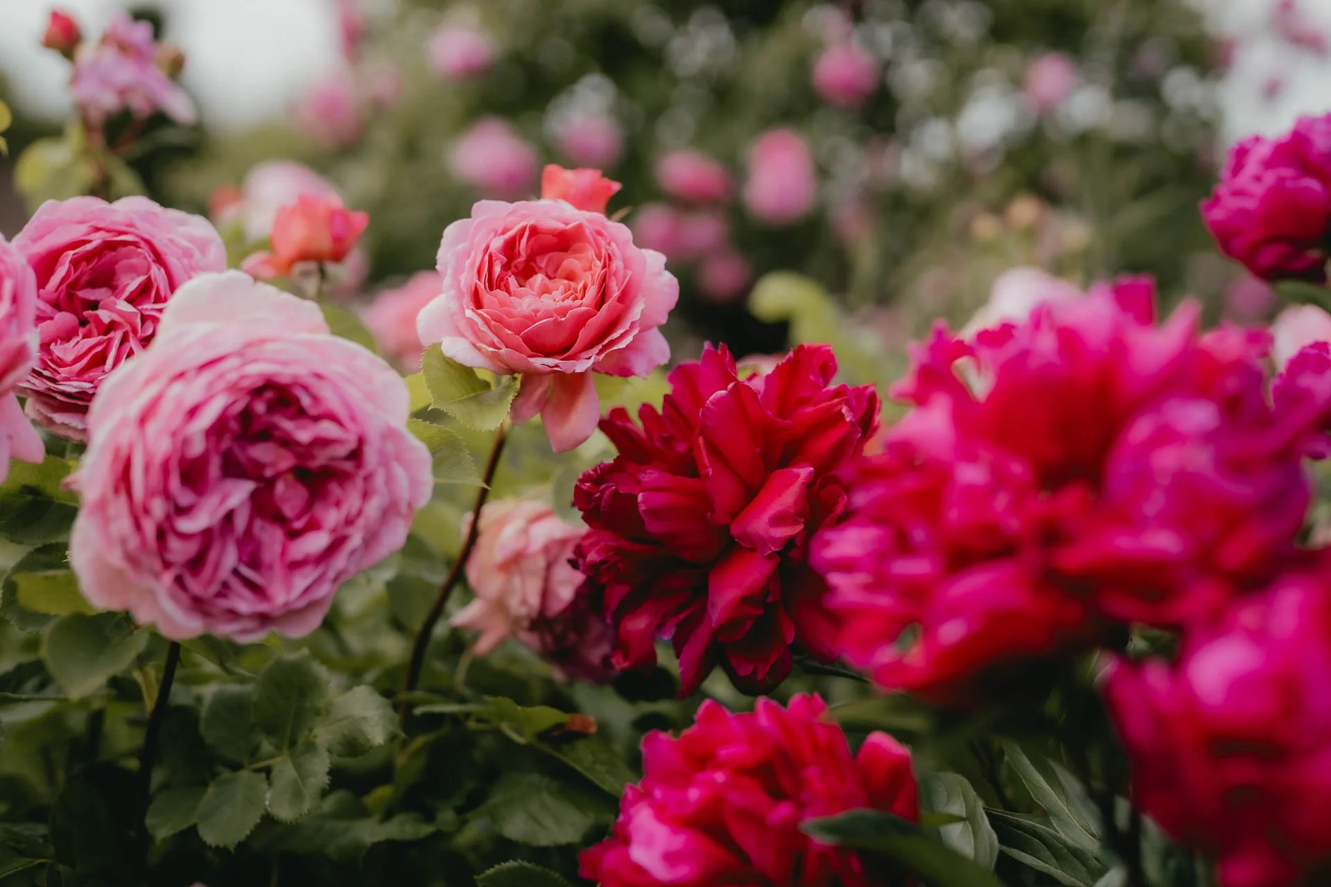 David Austin Gardens and Gertrude Jekyll-19.jpg