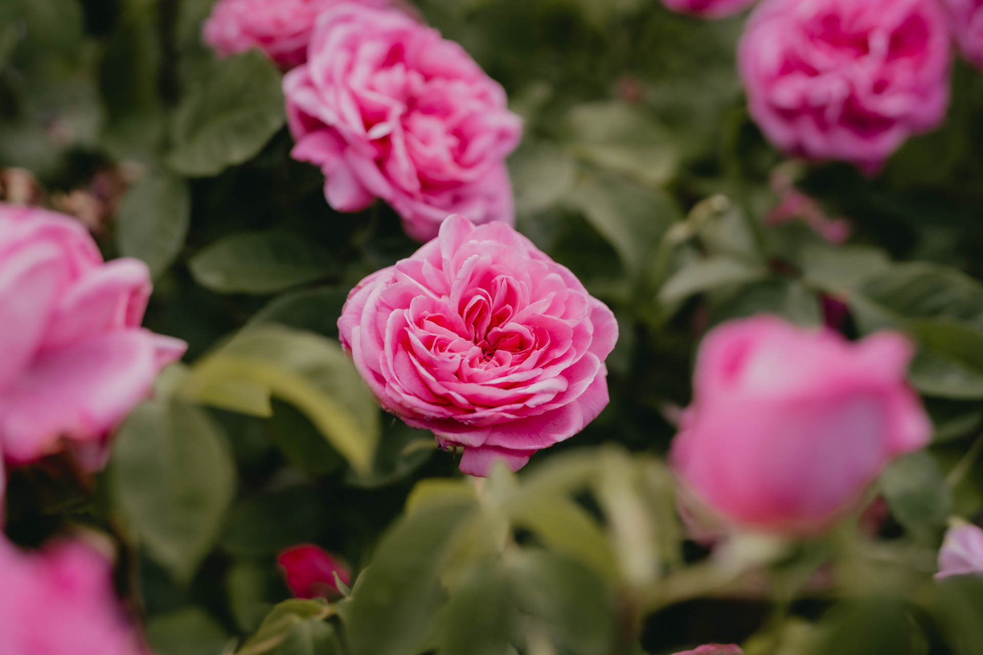 David Austin Gardens and Gertrude Jekyll-20.jpg