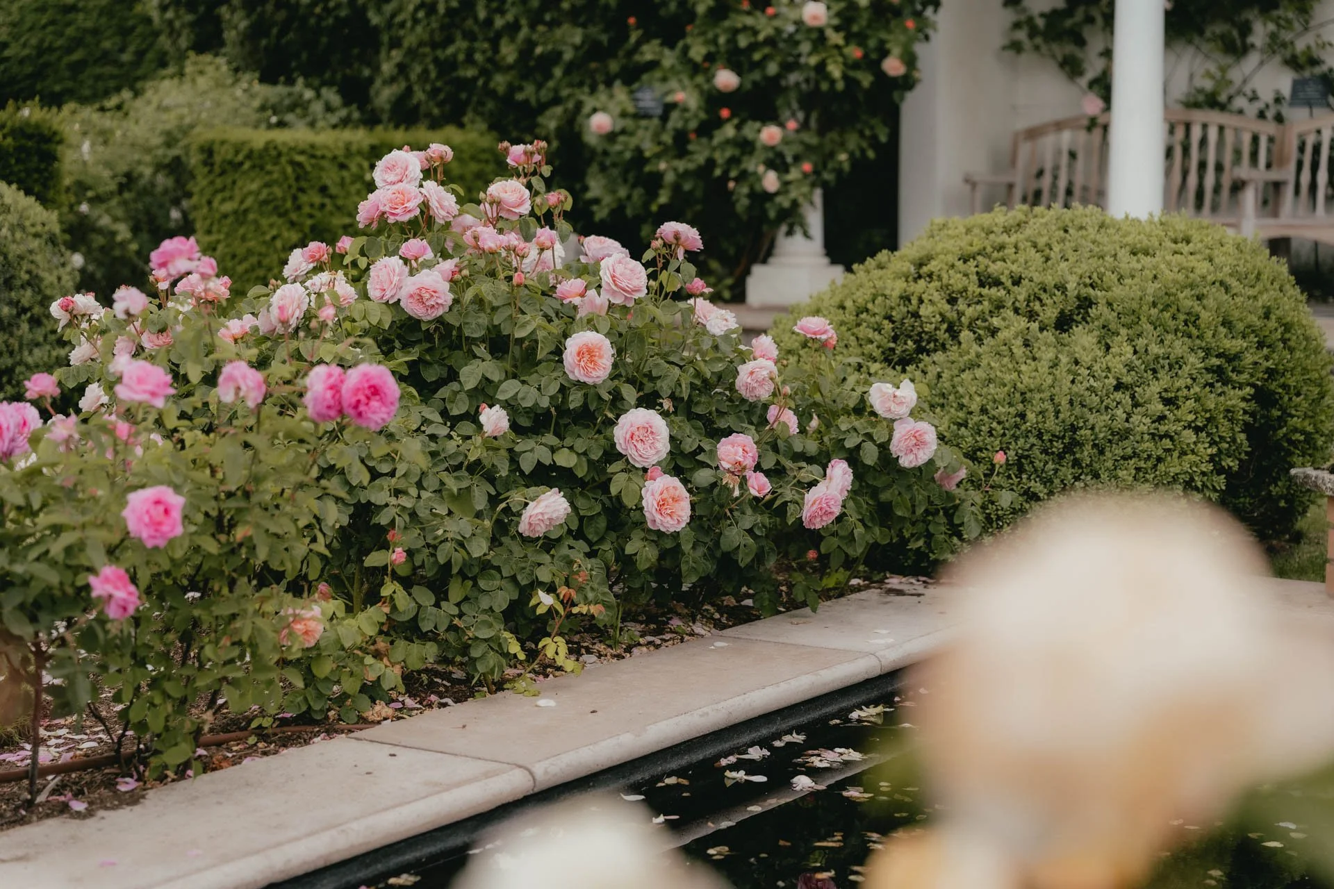 David Austin Gardens and Gertrude Jekyll-12.jpg