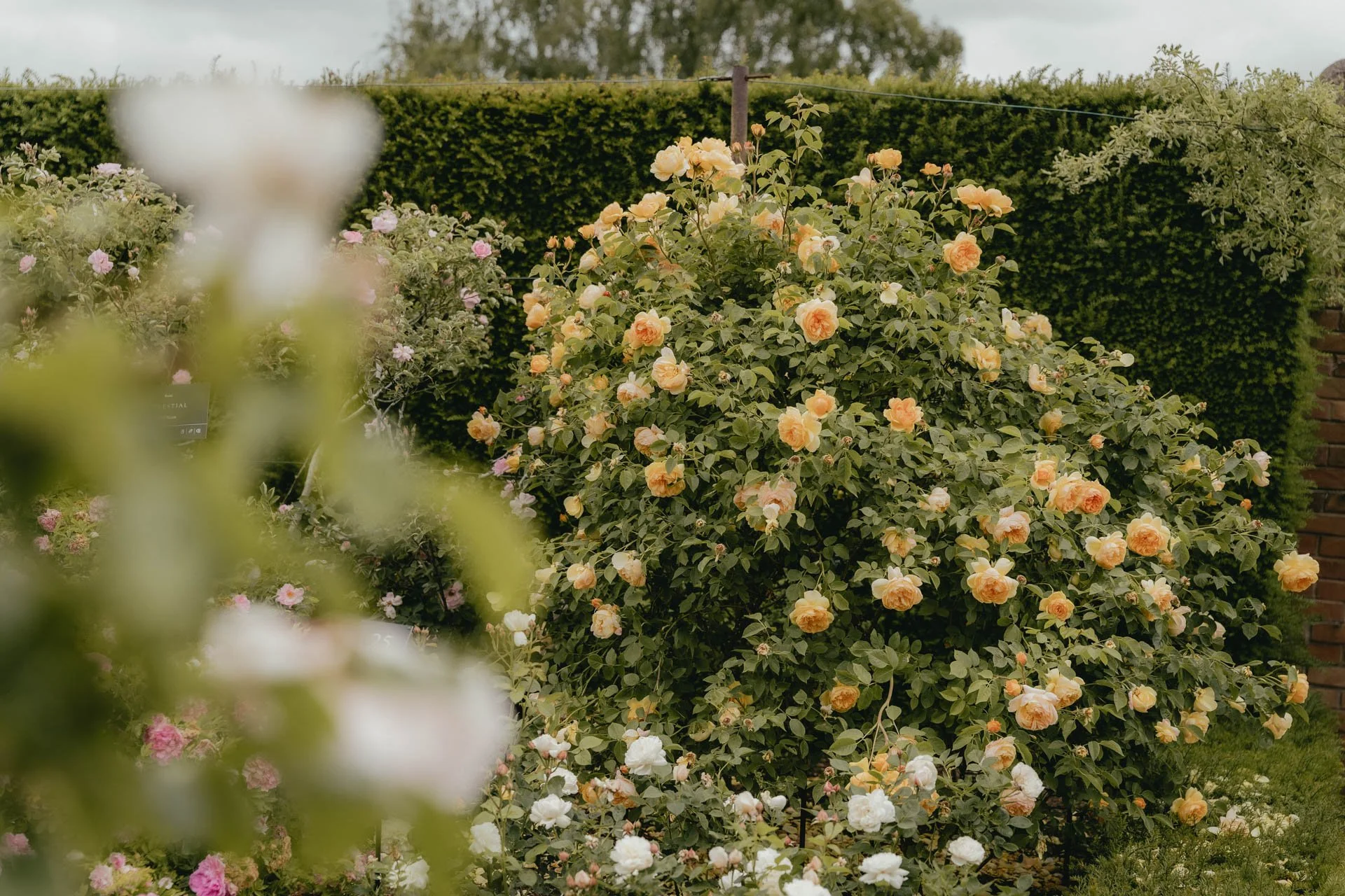 David Austin Gardens and Gertrude Jekyll-13.jpg