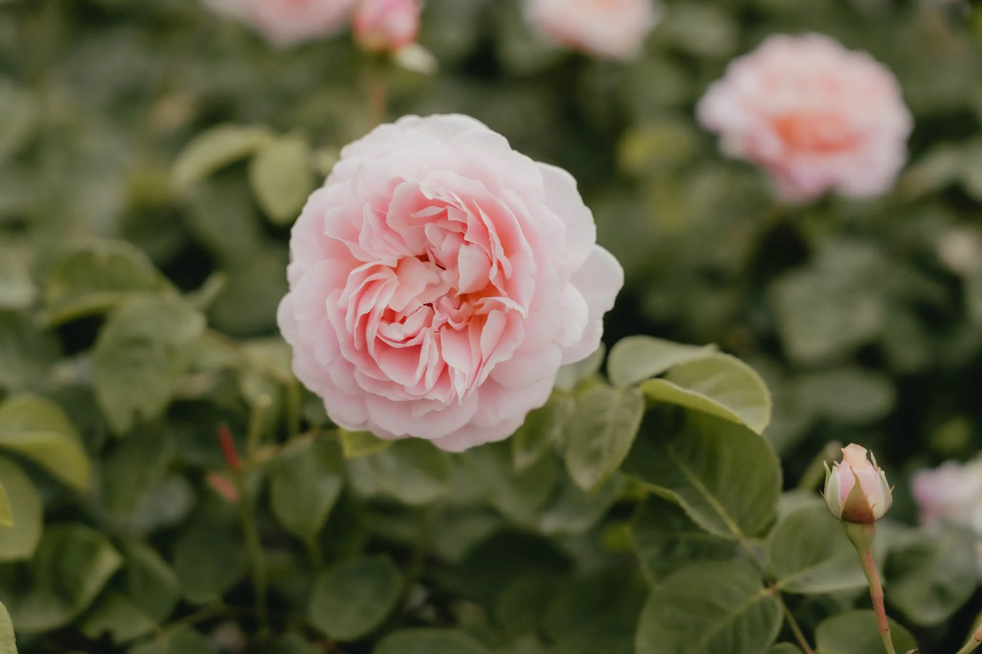 David Austin Gardens and Gertrude Jekyll-11.jpg