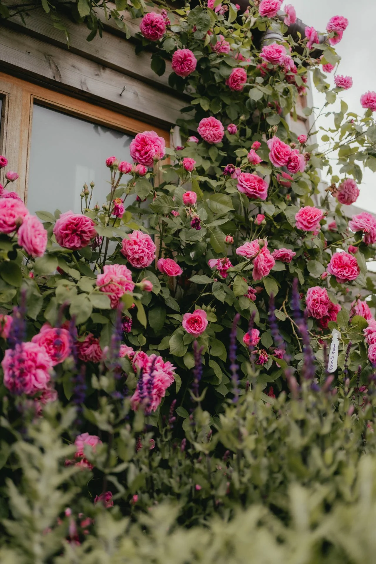 David Austin Gardens and Gertrude Jekyll-15.jpg