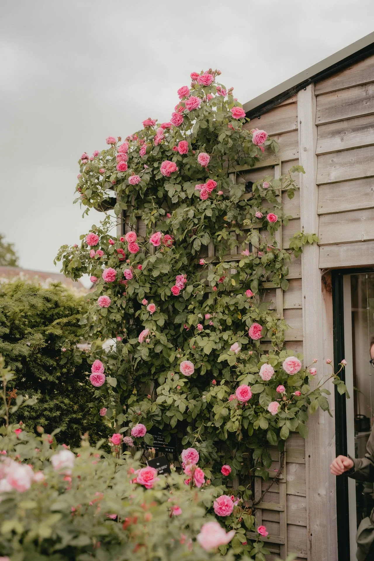 David Austin Gardens and Gertrude Jekyll-17.jpg